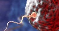 bevruchting eicel menstruatiecyclus