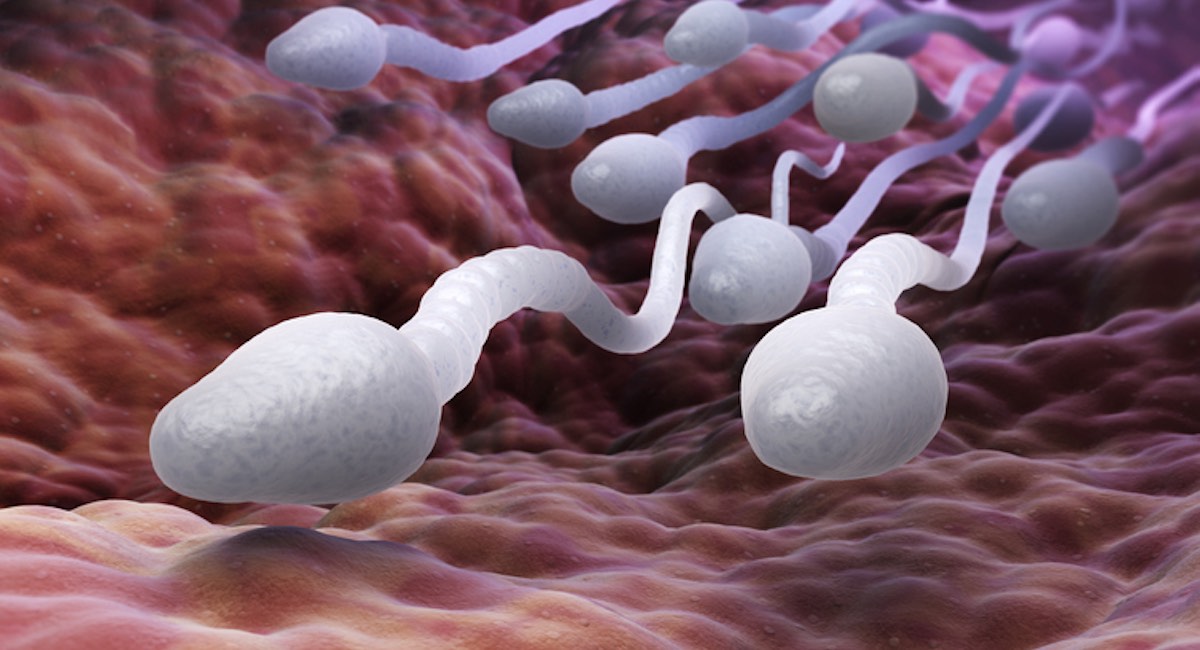 hoe lang sperma overleven in lichaam vrouw