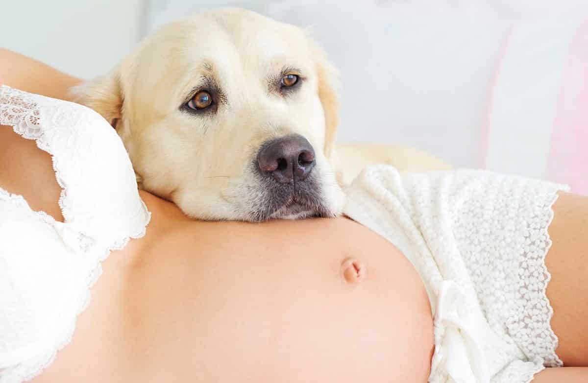 Tips Hoe Je De Hond Kan Voorbereiden Op De Komst Van Een Baby!