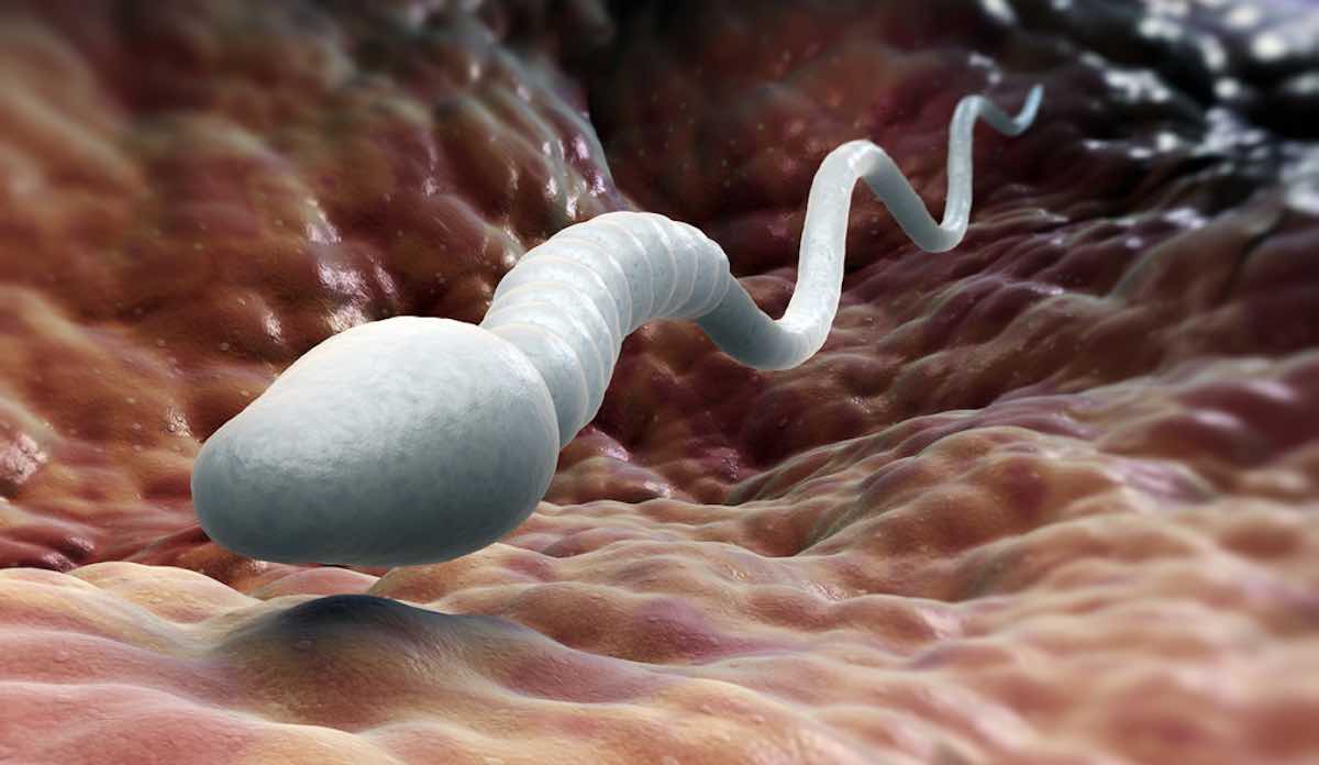 leuke feiten over sperma