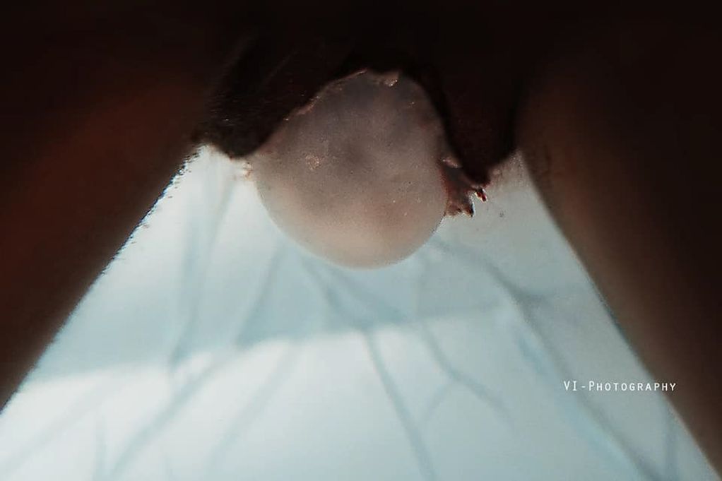 mooiste geboortefoto breken van vliezen- vi-photography - jessica vink