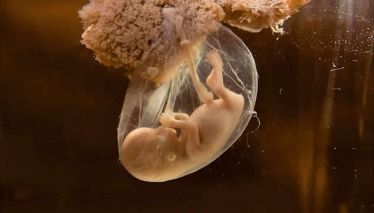 ontwikkeling van embryo tot foetus