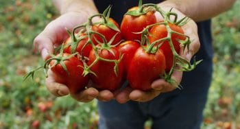 tomaten eten verbetert sperma
