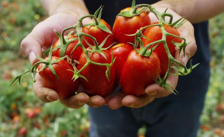 tomaten eten verbetert sperma