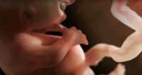 video bevruchting tot bevalling