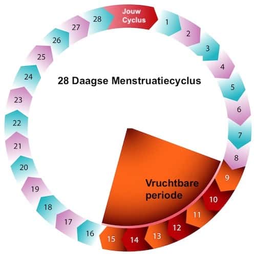 vruchtbare periode tijdens menstruatiecyclus