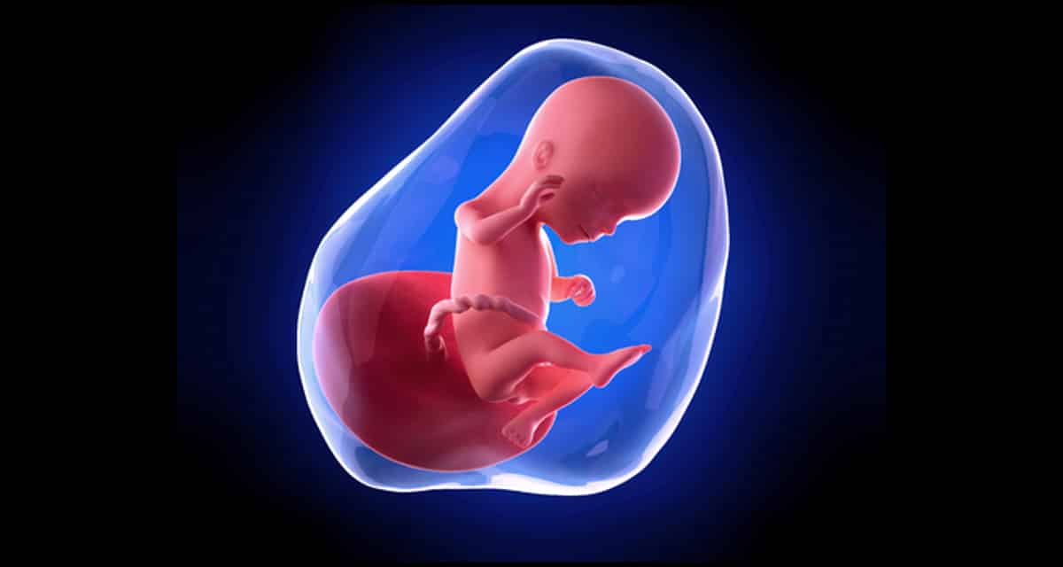 Specificiteit Maladroit vleet 16 Weken zwanger ▷ Je baby kan licht donker en geluiden waarnemen